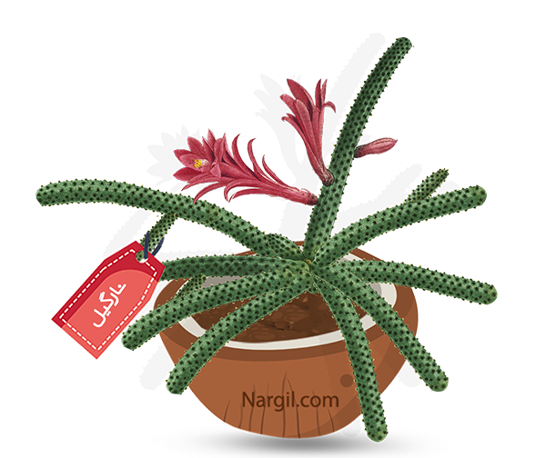  Nargil - rattail cactus